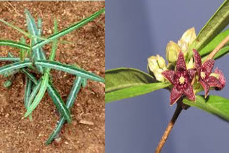 অনন্তমূল