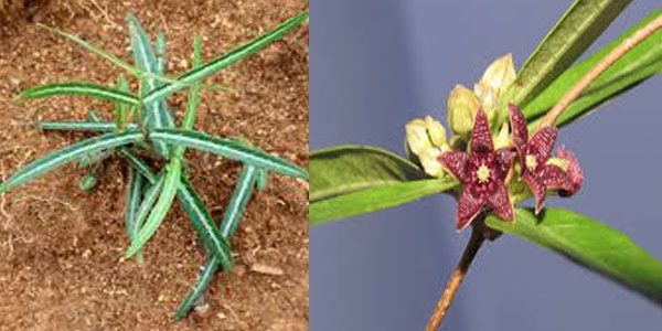 অনন্তমূল