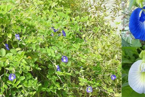 অপরাজিতা