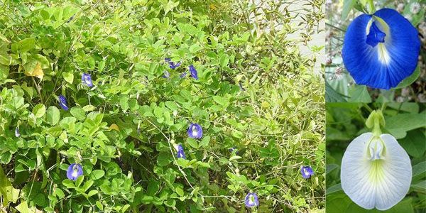 অপরাজিতা