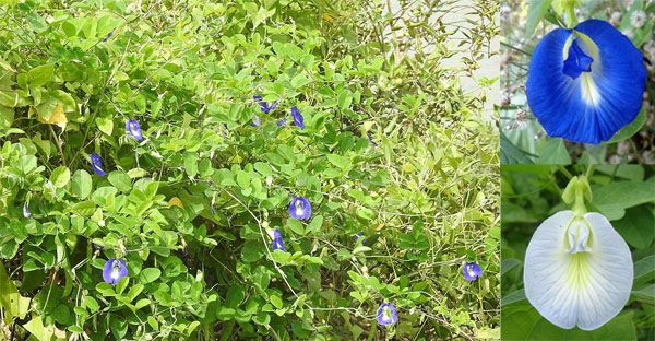 অপরাজিতা