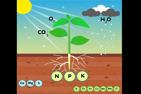উদ্ভিদের পুষ্টি উপাদান