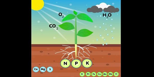 উদ্ভিদের পুষ্টি উপাদান