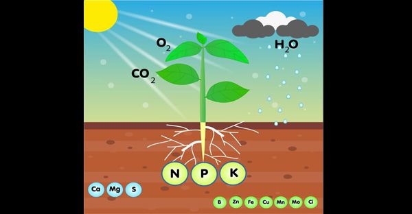উদ্ভিদের পুষ্টি উপাদান