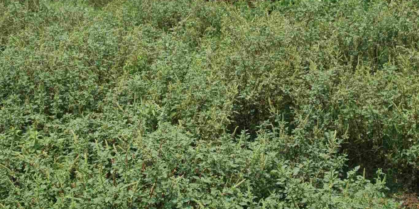 spiny-amaranth-cultivation