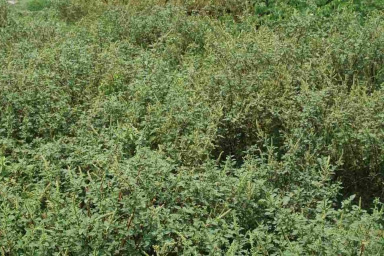 spiny-amaranth-cultivation