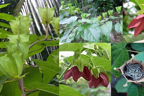 উলটকম্বল