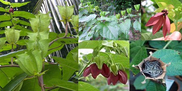 উলটকম্বল