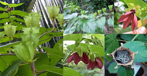 উলটকম্বল