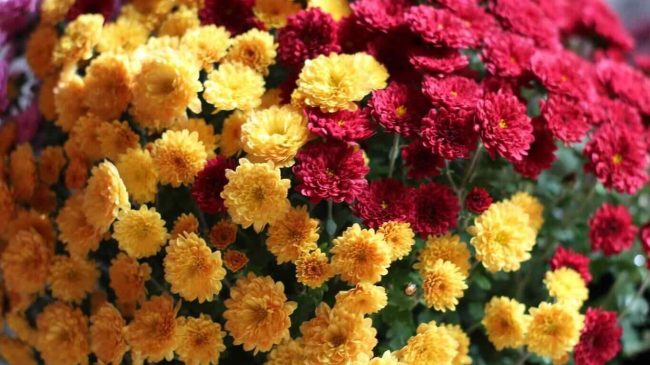 চন্দ্রমল্লিকা