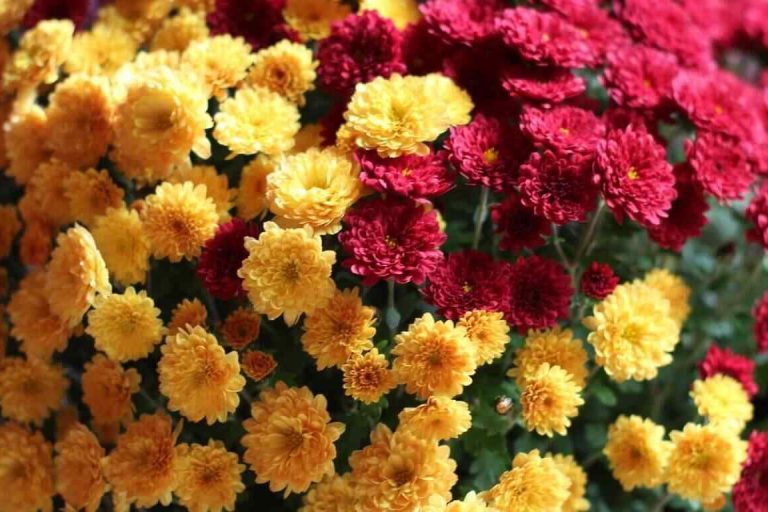 চন্দ্রমল্লিকা