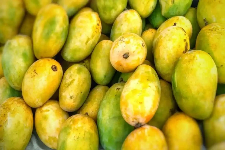 mango cultivation method