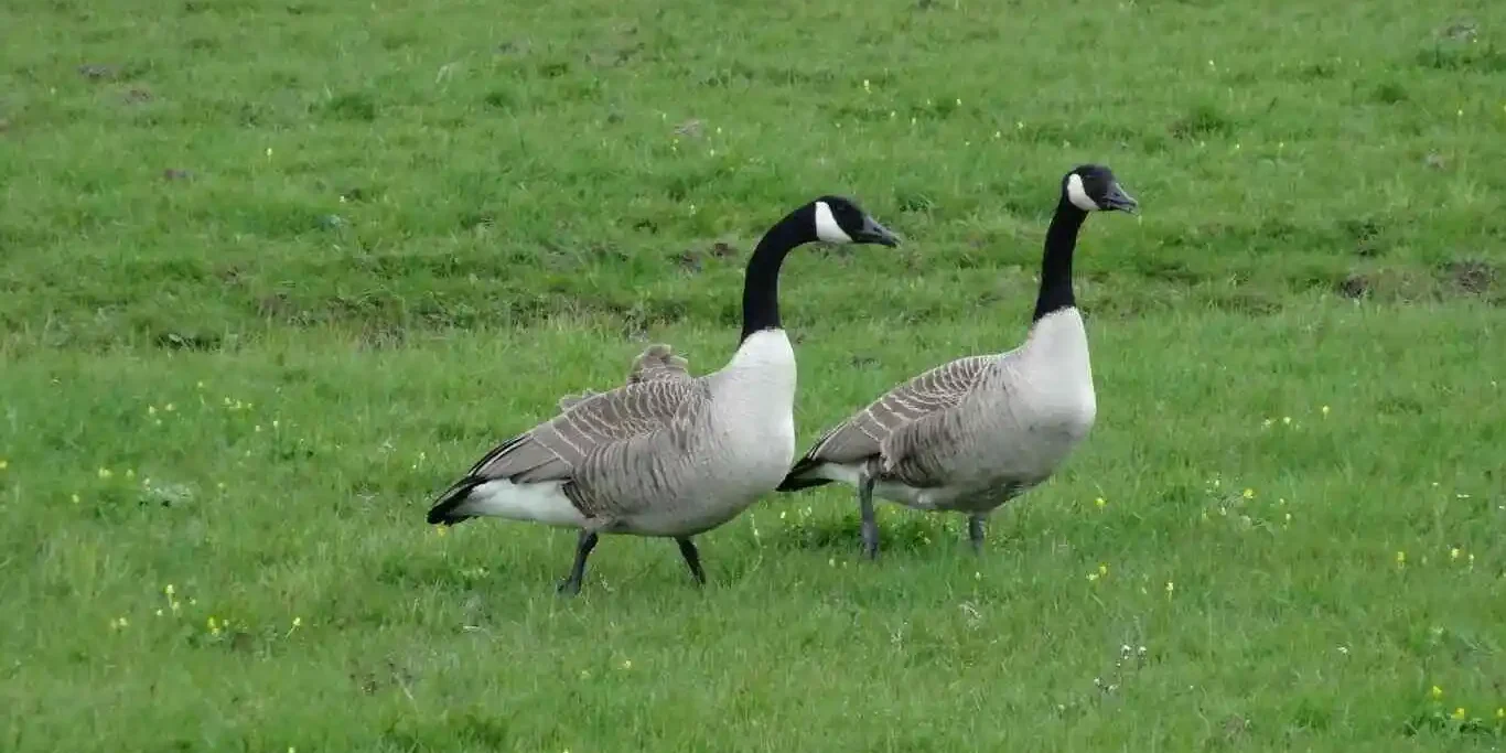 rajhans-palan-paddhoti rajhans palan paddhoti