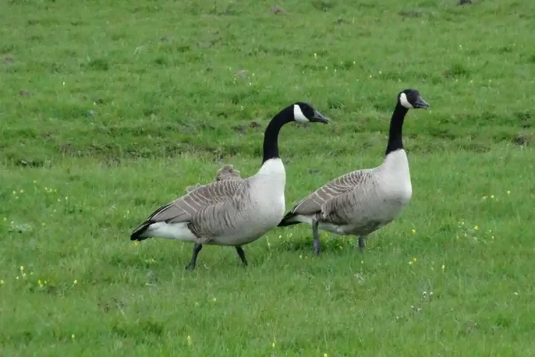 rajhans palan paddhoti