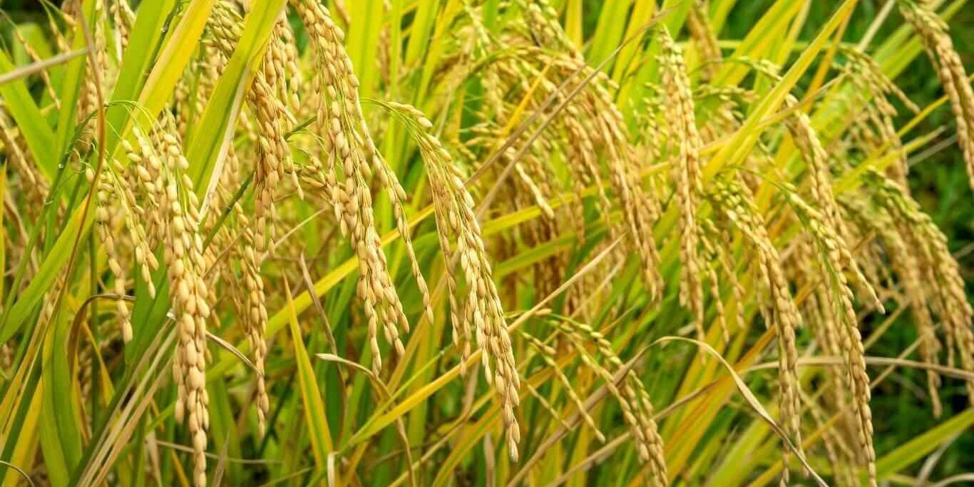 ধান চাষ পদ্ধতি