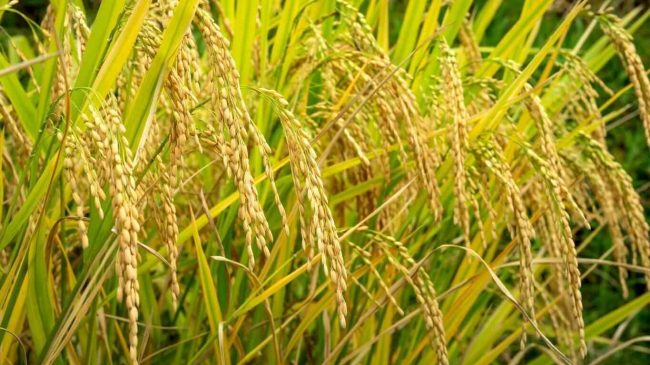 ধান চাষ পদ্ধতি ধান চাষ পদ্ধতি