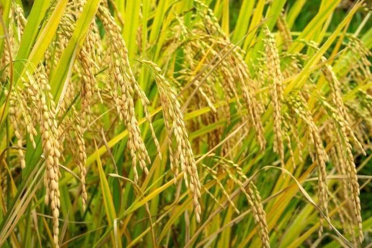 ধান চাষ পদ্ধতি