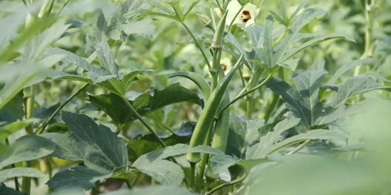 dherosh chash paddhoti