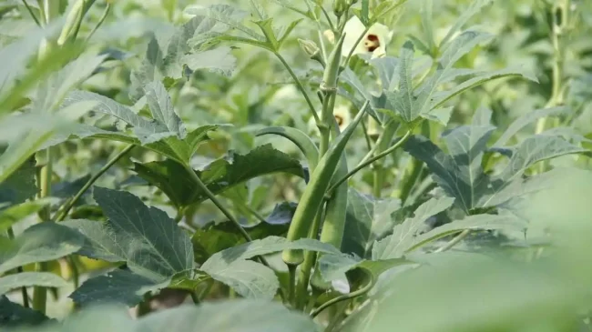 dherosh-chash-paddhoti dherosh chash paddhoti