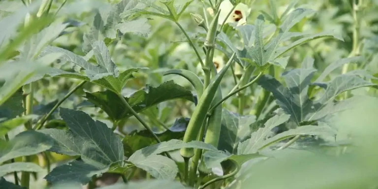 dherosh chash paddhoti