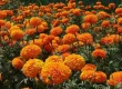 marigold cultivation