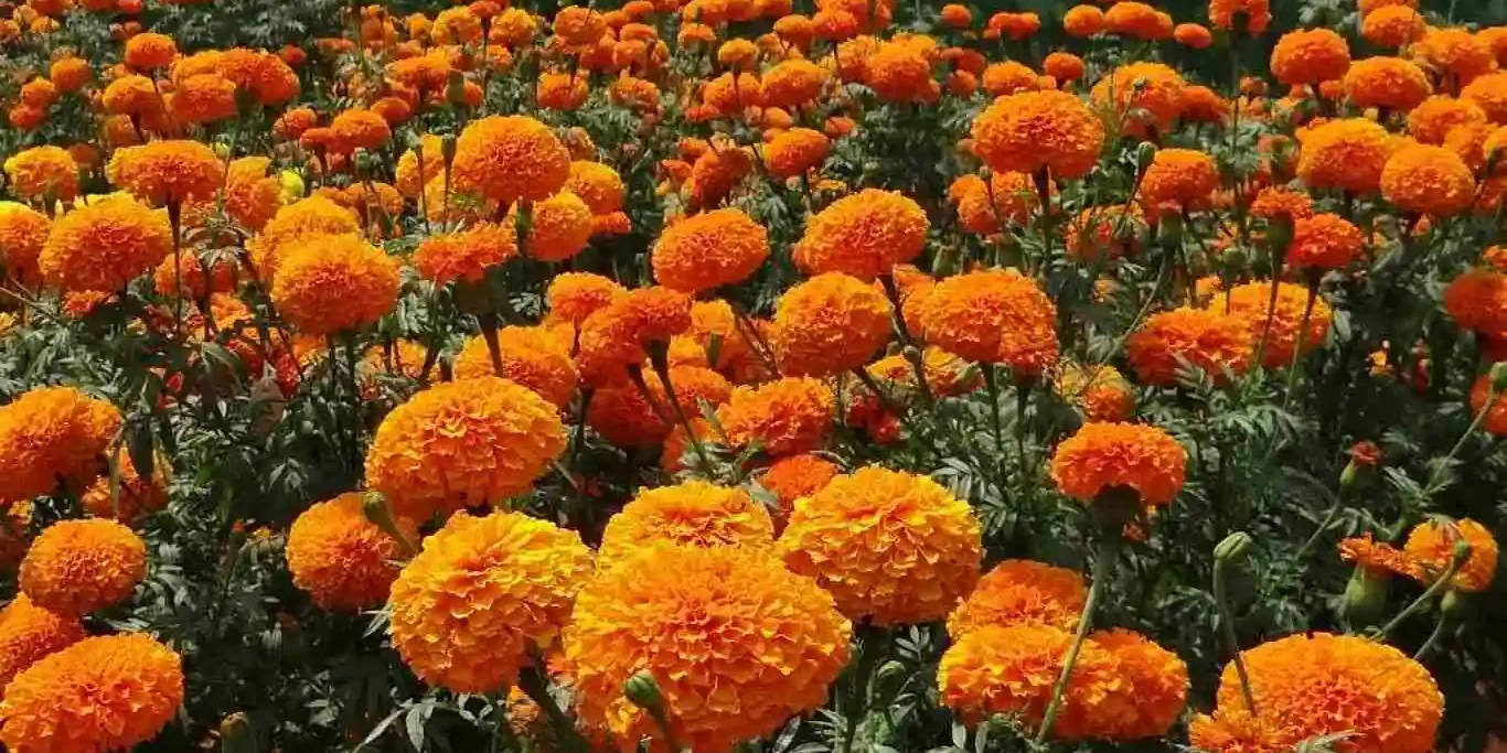 marigold cultivation