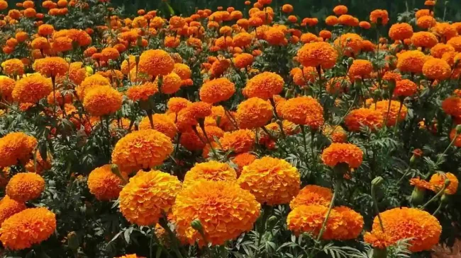 marigold-cultivation marigold cultivation