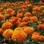 marigold cultivation
