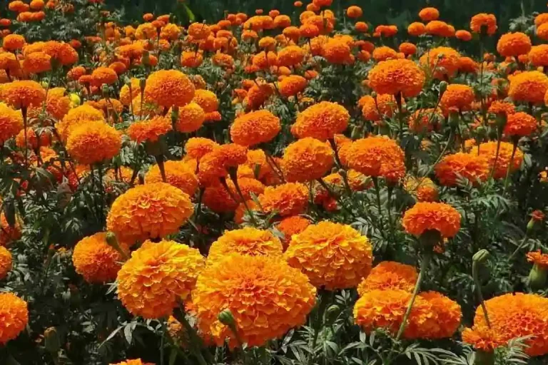 marigold cultivation