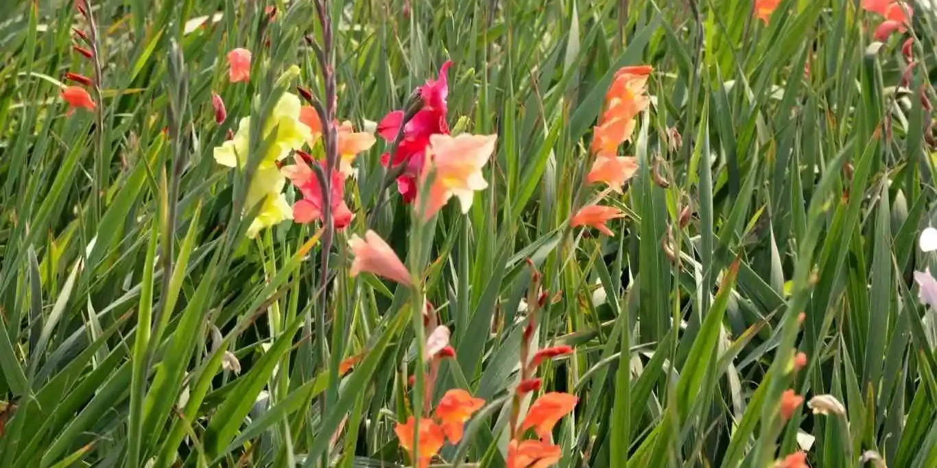 গ্লাডিওলাস চাষ পদ্ধতি