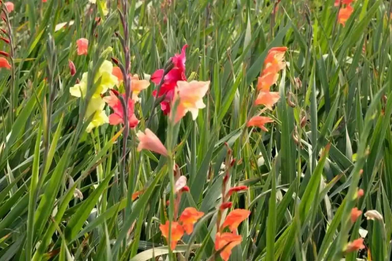 গ্লাডিওলাস চাষ পদ্ধতি