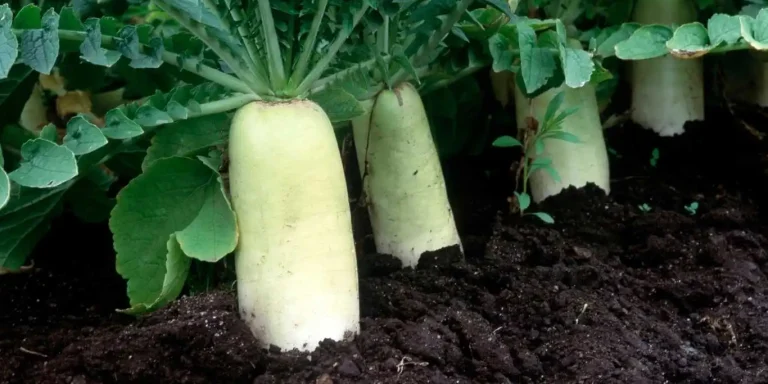 মুলা চাষ পদ্ধতি