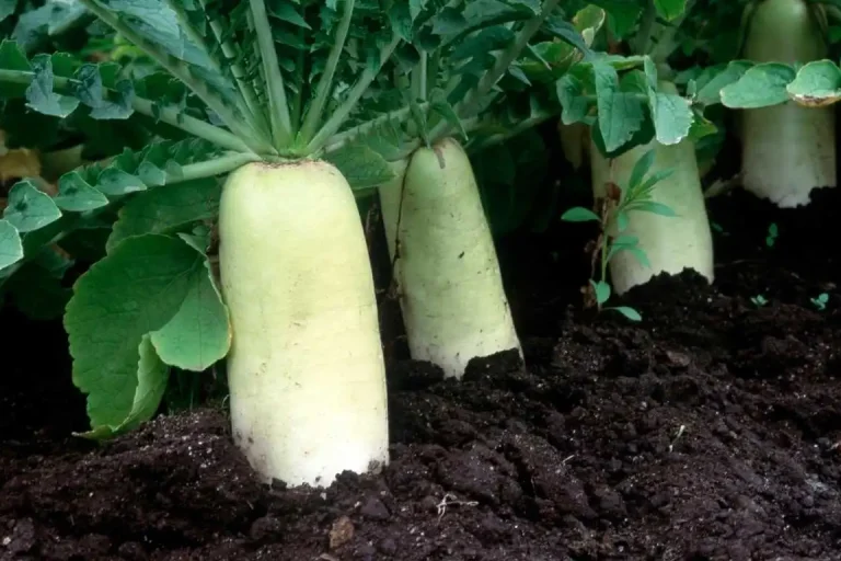 মুলা চাষ পদ্ধতি